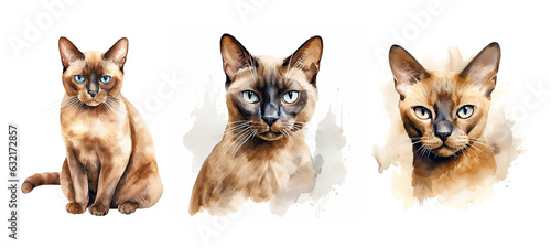 domestied burmese cat watercolor
