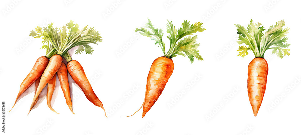 edible carrot watercolor