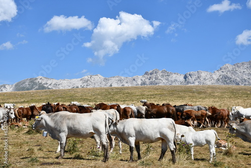 Malowniczy krajobraz Abruzzo. Italia. Gran Sasso.