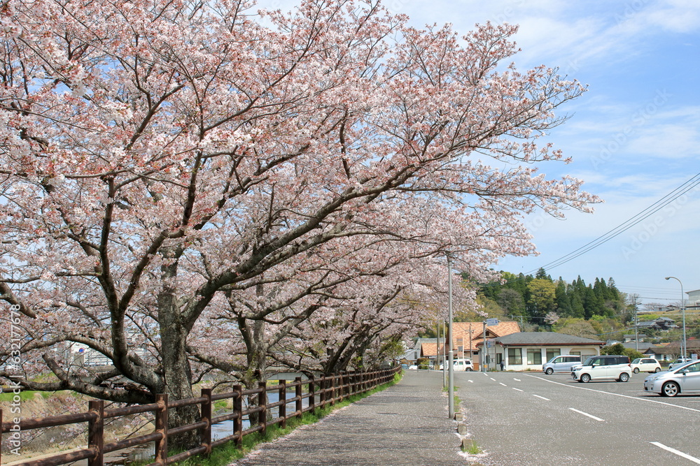 道沿いの桜並木
