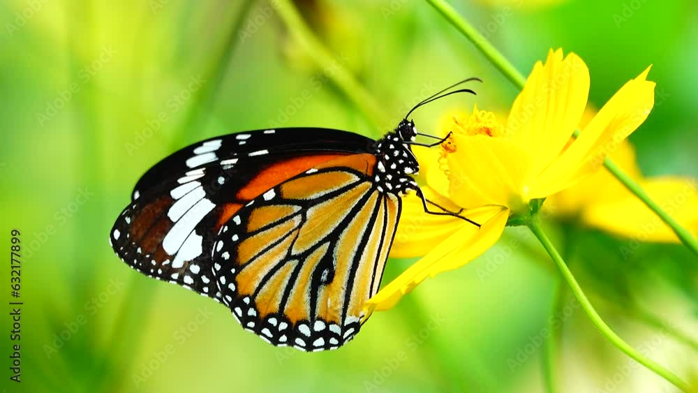 4K Thai butterfly in garden garden summer flower and butterfly flower butterfly flower butterfly 4K Thai butterfly in garden garden summer flower and butterfly flower butterfly flower butterfly