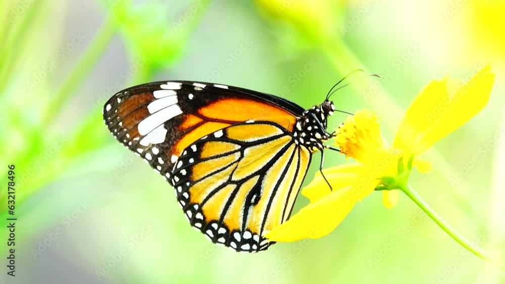 4K Thai butterfly in garden garden summer flower and butterfly flower butterfly flower butterfly 4K Thai butterfly in garden garden summer flower and butterfly flower butterfly flower butterfly