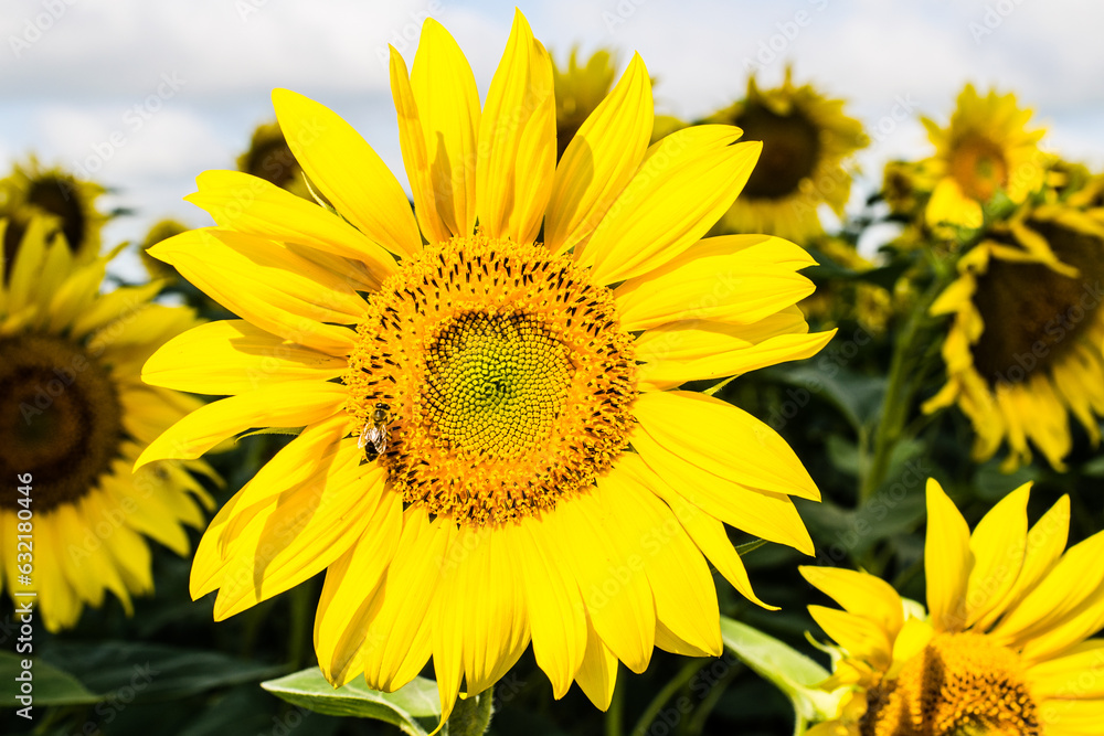 Fototapeta premium Sunflower closeup on sky background