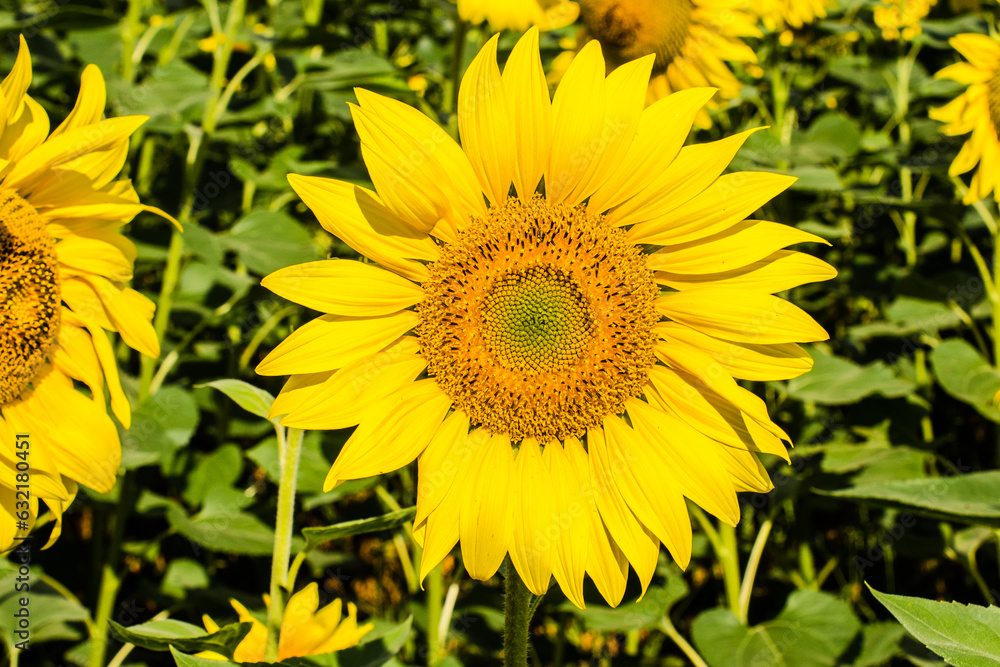 Sunflower in the green field macro photography Sunflower in the green field macro photography