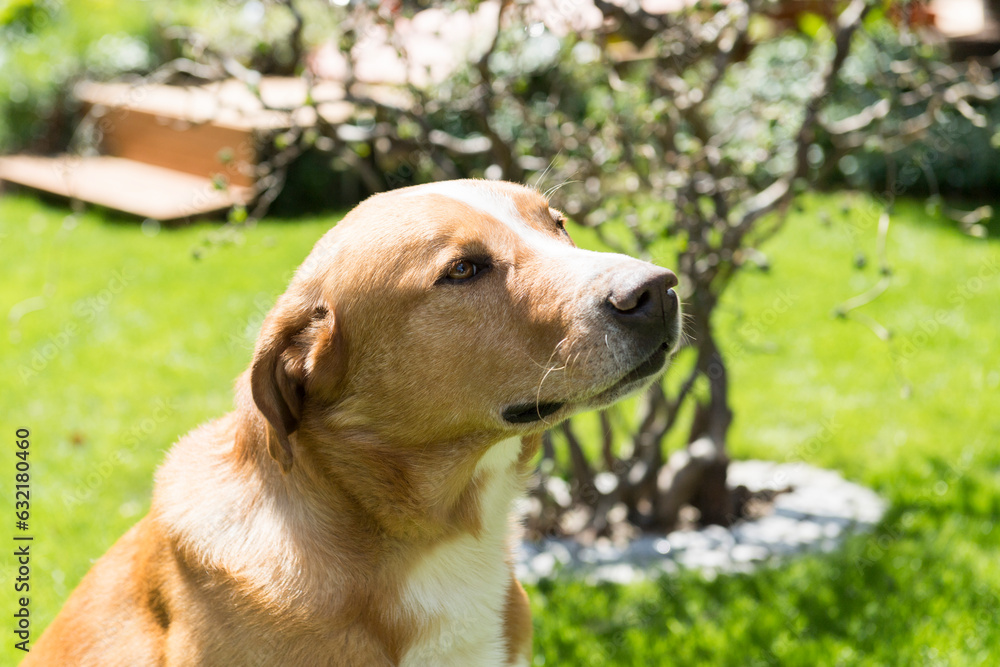 Portrait eines Mischling Hundes