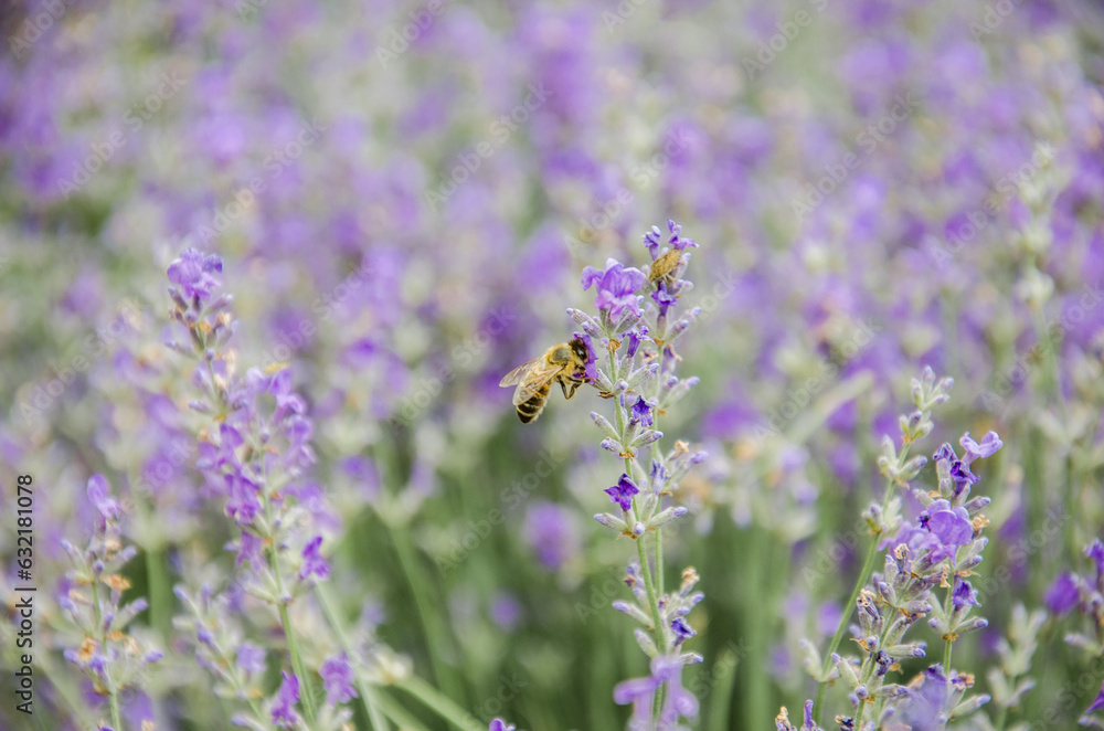 Bee on lavender flower in the field closeup stock macro photo Bee on lavender flower in the field closeup stock macro photo