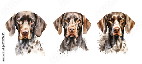 athletic german shorthaired pointer watercolor © sevector