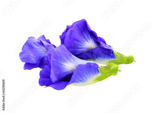 фотографія butterfly pea flower transparent png