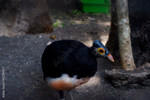 Selective focus of maleo perched in his cage in the afternoon. Great for educating children about wild animals. photo