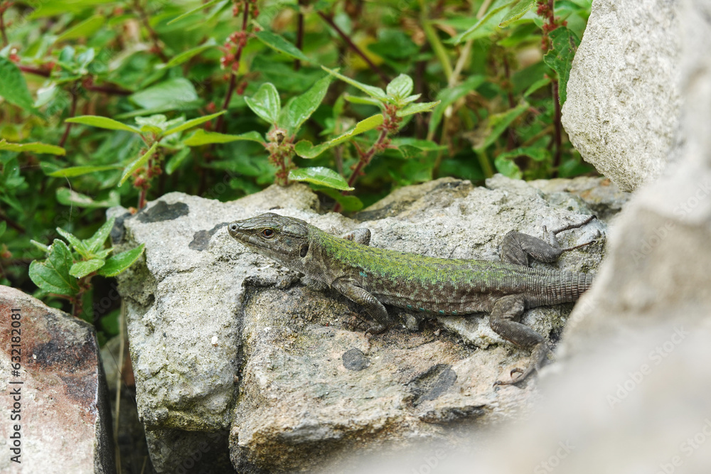 A lizard on a stone wall in Syracuse, Italy A lizard on a stone wall in Syracuse, Italy