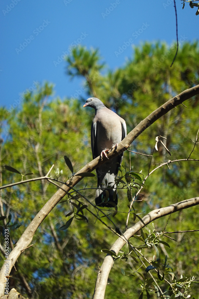 Obraz premium Common wood pigeon, Sicily, Europe