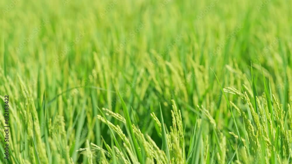 Rice ears bearing fruit, harvest, agriculture, paddy field Rice ears bearing fruit, harvest, agriculture, paddy field