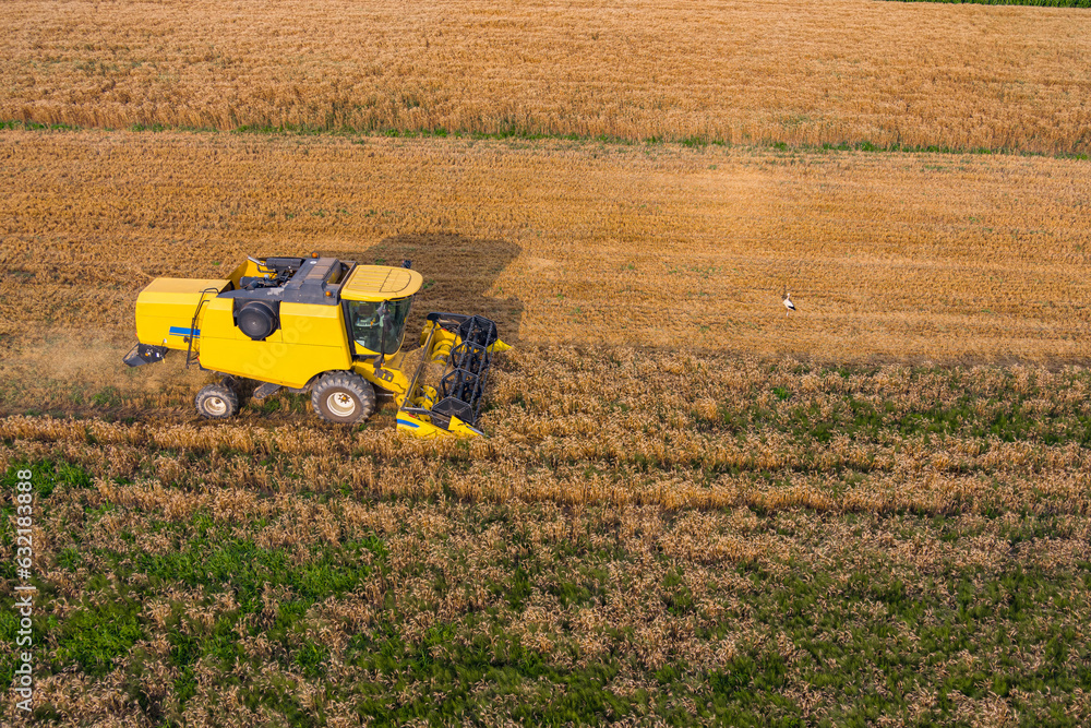 Fototapeta premium Combine harvesters working in wheat field