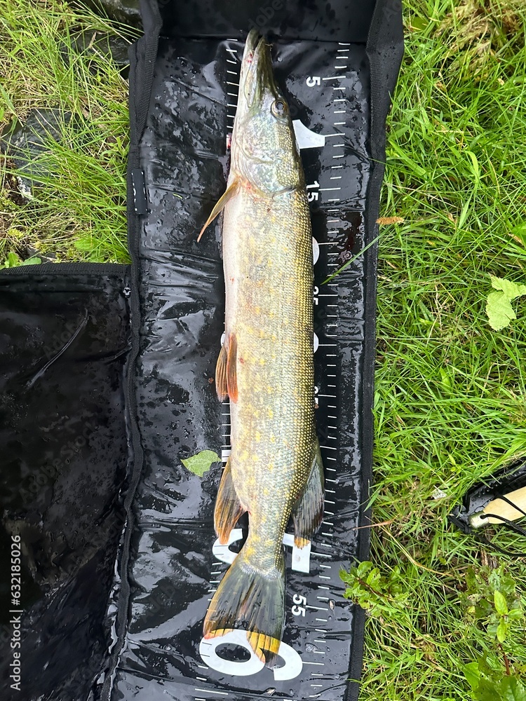 fish on the hook
