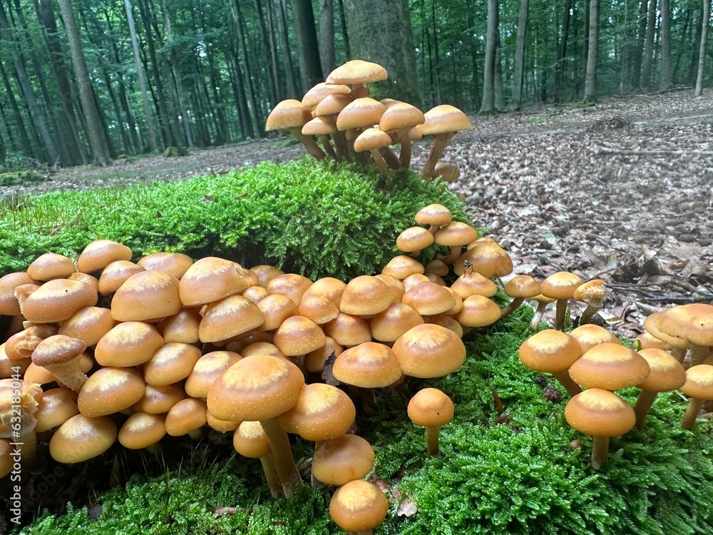 mushrooms in the grass