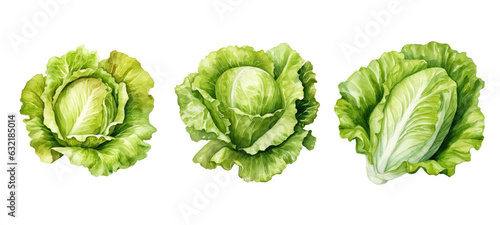 cooking lettuce watercolor