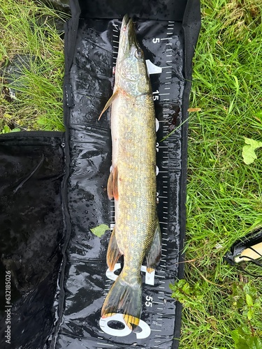 Obraz na płótnie fish on the hook w salonie