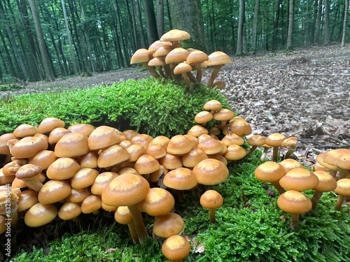 Obraz na płótnie mushrooms in the grass w salonie