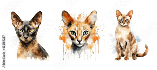 breed oriental cat watercolor © sevector