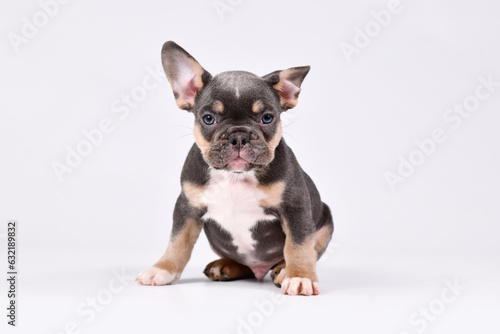 8 weeks old Blue Tan French Bulldog dog puppy photo