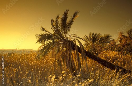 AFRICA EGYPT SAHARA BAHARIYA OASIS photo