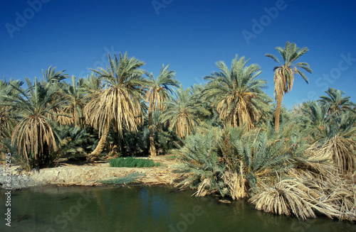 AFRICA EGYPT SAHARA BAHARIYA OASIS