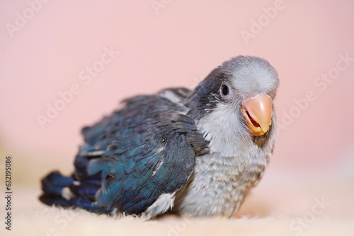 young bird species The Monk Parakeet is gray or dark blue.
