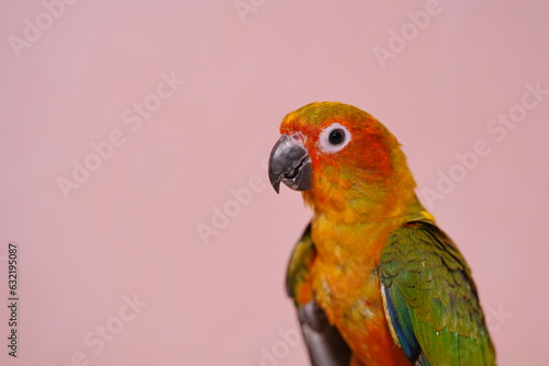 baby birds of the Sun Conure breed on a pink background