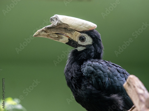 Obraz na płótnie The very rare Palawan hornbill, Anthracoceros marchei, lives only on a small island in the Philippines w salonie