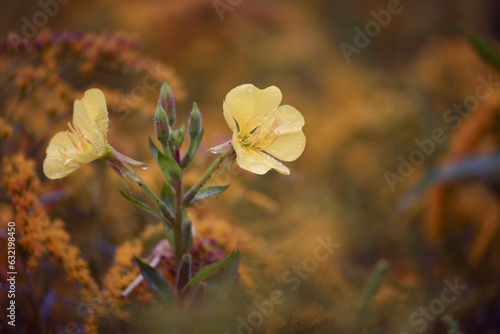 flowers in the forest with autumn colors