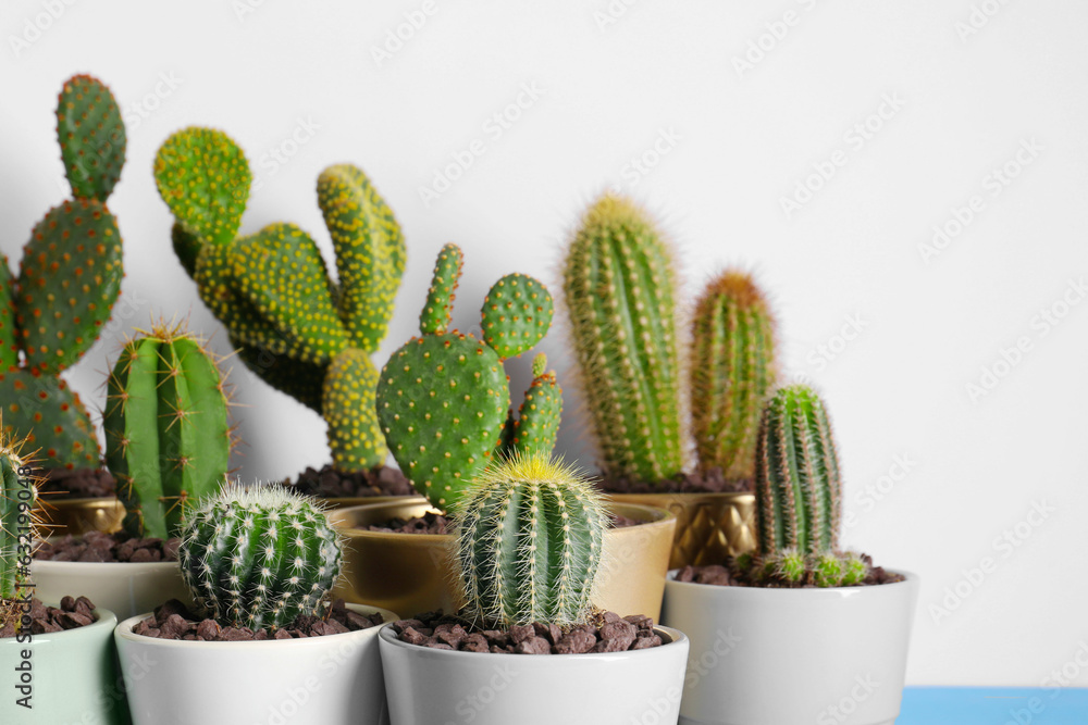 Many different beautiful cacti near white wall Many different beautiful cacti near white wall
