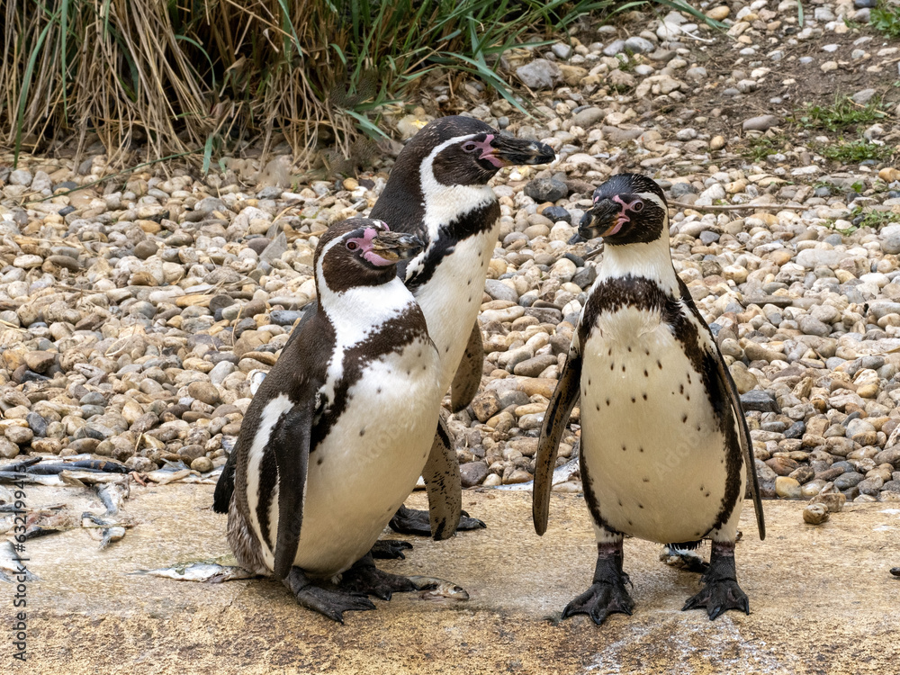 Fototapeta premium A small group of Humboldt penguins, Spheniscus humboldti, stands on the shore