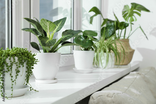 Many beautiful potted houseplants growing on windowsill indoors