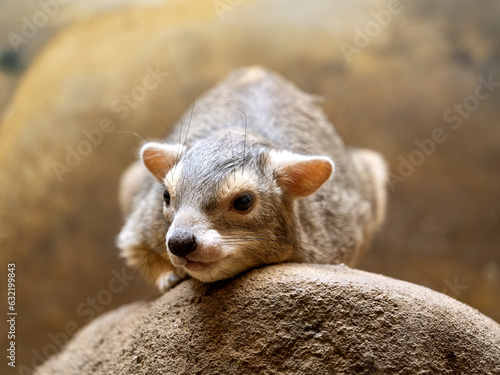 Yellow-spotted rock hyrax, Heterohyrax brucei, sits on a rock and observes the surroundings