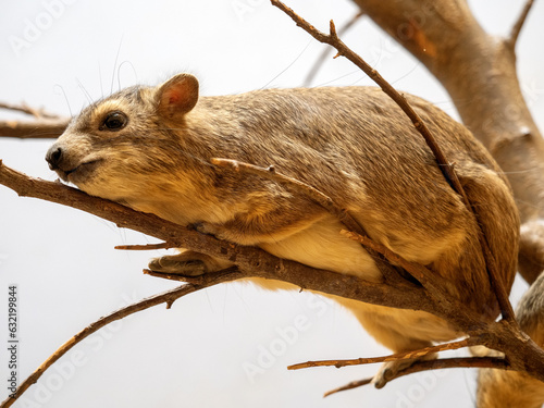 Yellow-spotted rock hyrax, Heterohyrax brucei, deftly climbs the branches and observes the surroundings