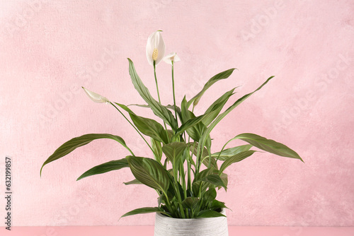 Fototapeta Naklejka Na Ścianę i Meble -  Blooming spathiphyllum in pot on pink background. Beautiful houseplant