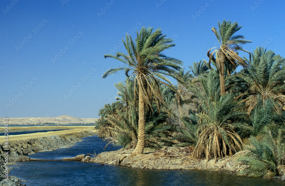 AFRICA EGYPT SAHARA SIWA LAKE