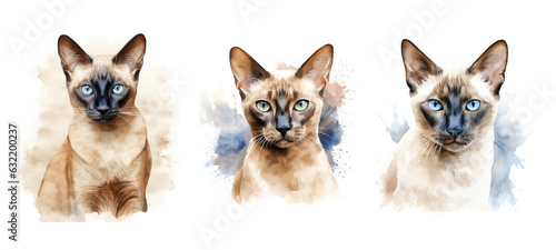 domestic tonkinese cat watercolor photo