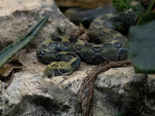The very rare Ethiopian mountain viper, Bitis parviocula, lives in a small area in the Ethiopian mountains