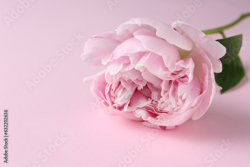 Beautiful aromatic peony on pink background  closeup. Space for text