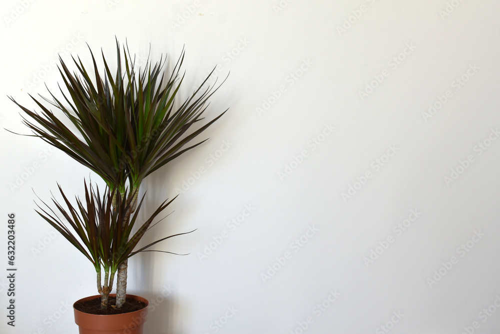 Fototapeta premium Dracaena marginata