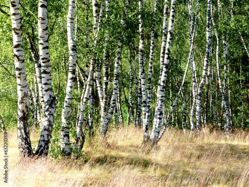 Fototapeta Naklejka Na Ścianę i Meble -  Sun-drenched birch trees on a grassy ground