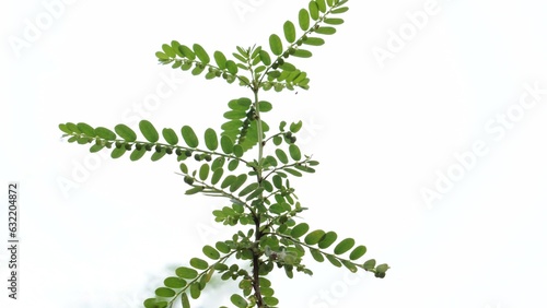 Meniran / Phyllanthus urinaria isolated on white background, one of herb that can use for herbal medicine.   photo