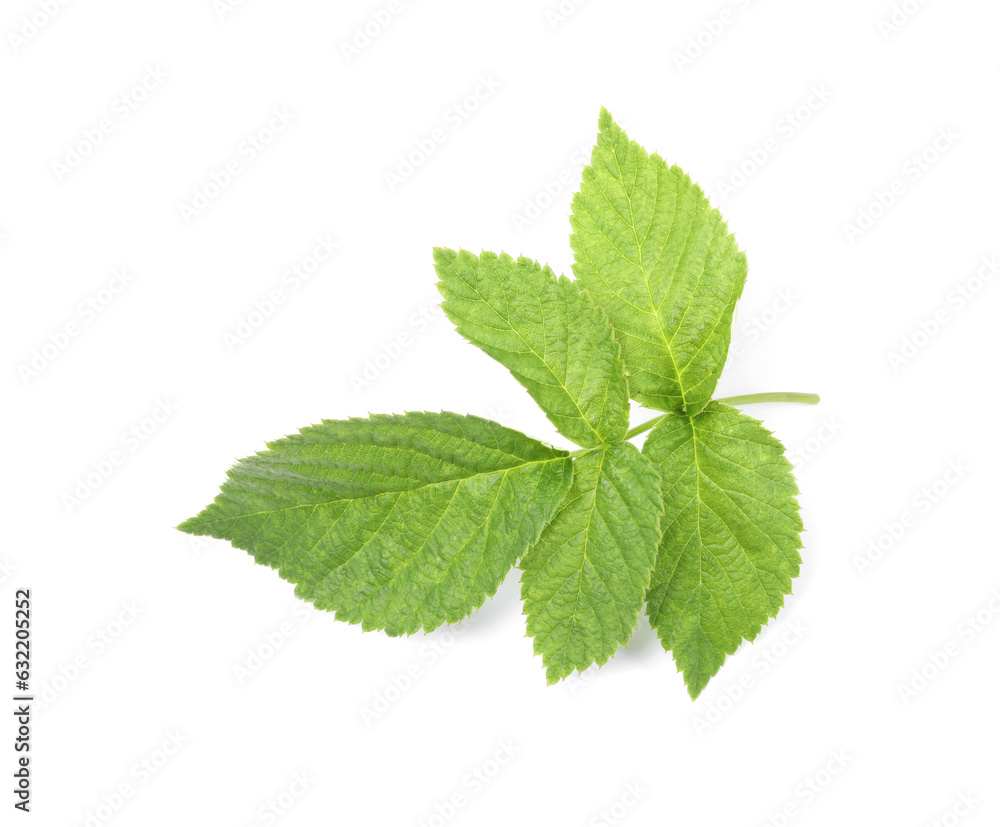 Stem with green raspberry leaves isolated on white Stem with green raspberry leaves isolated on white