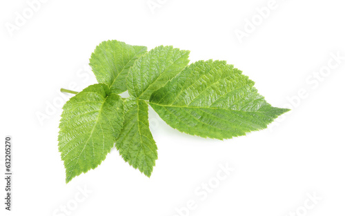 Stem with green raspberry leaves isolated on white