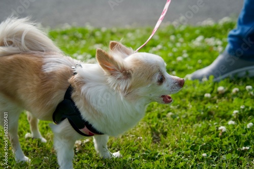 Chihuahua barking on the lawn