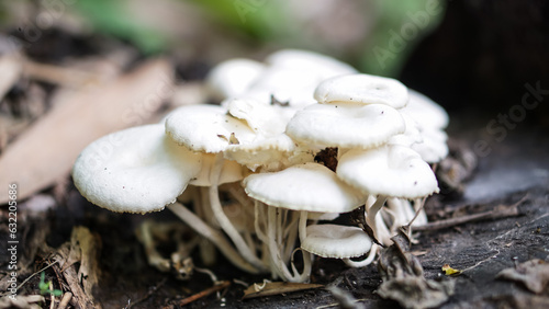 Close up group mushrooms grow on weathered tree trunks