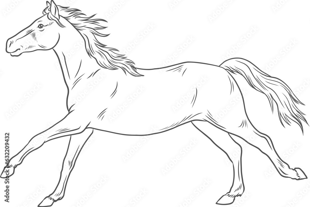 Freigestellte Vektor Illustration eines eleganten, schlanken Pferdes in anmutigem Galopp - obrazy, fototapety, plakaty 