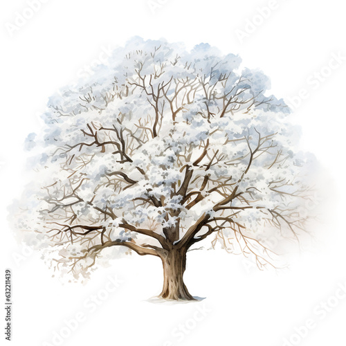 oak tree in winter season with white leaves isolated © Md Shahjahan