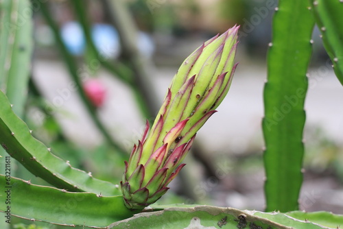 dragon fruit flowers growing, a cactus that produce flowers and fruits. young buds of flowers start to appear in a green cactus branch